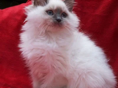 Nabízím krásná ragdoll Koťata s PP